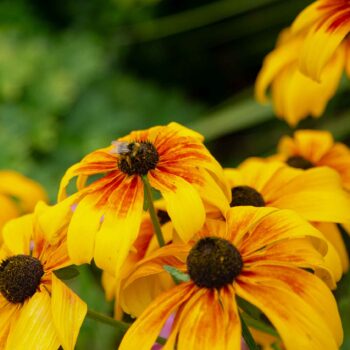 Yellow Flowers